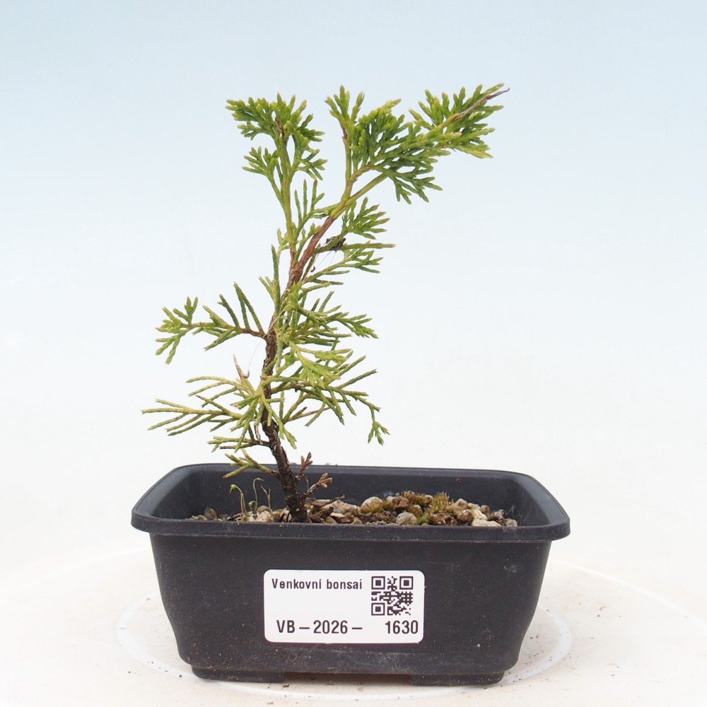 Venkovní bonsai - Juniperus chinensis Itoigawa -Jalovec čínský