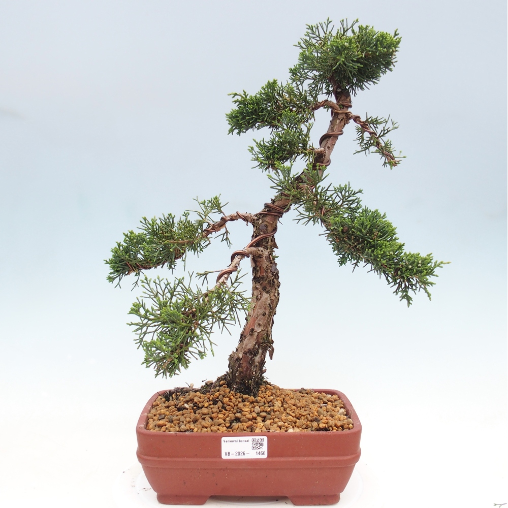 Venkovní bonsai - Juniperus chinensis Kishu -Jalovec čínský
