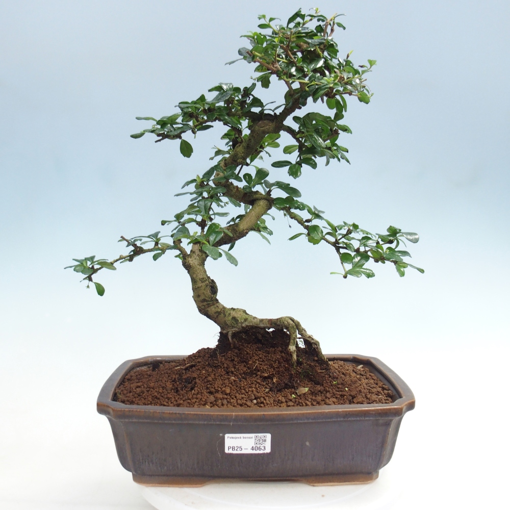 Pokojová bonsai - Carmona macrophylla - Čaj fuki