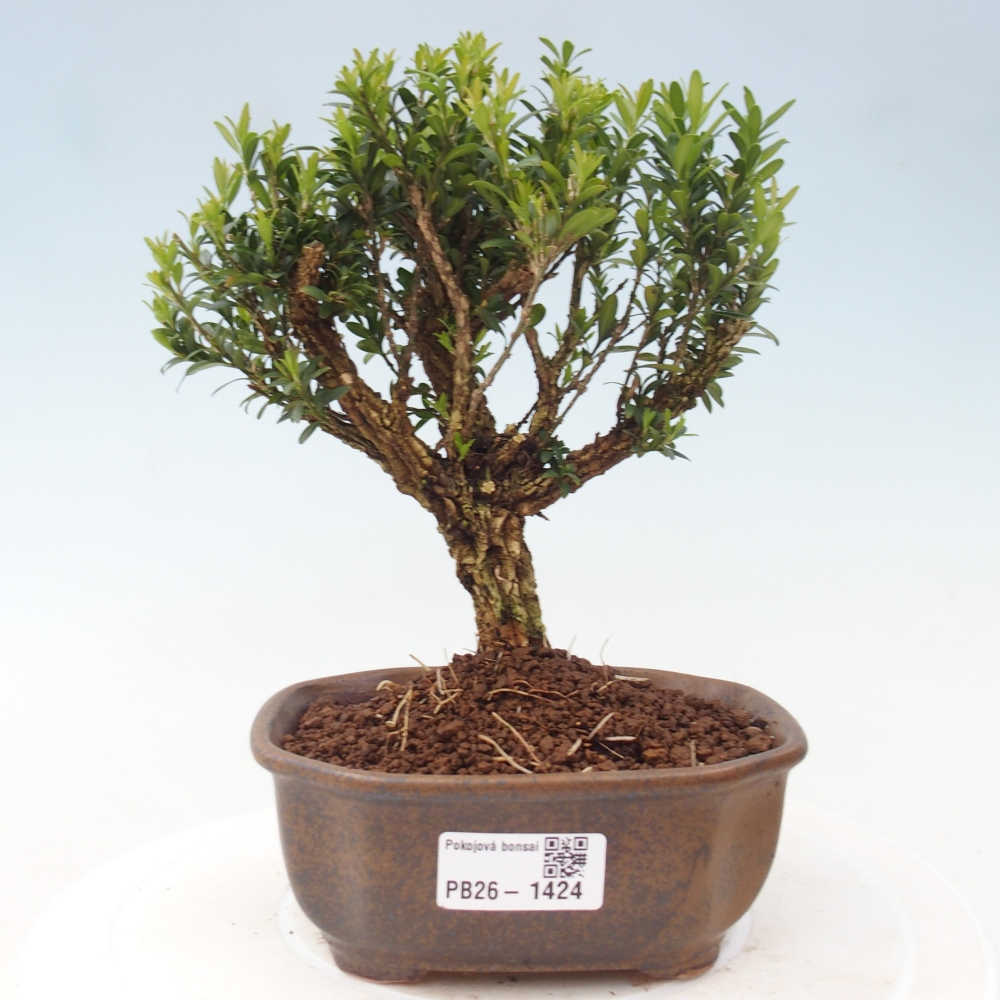 Pokojová bonsai - Buxus harlandii -korkový buxus