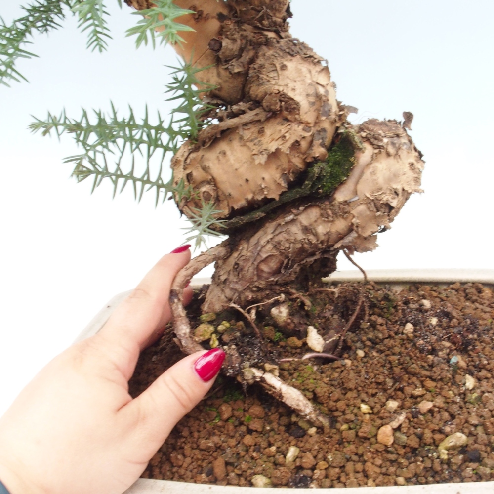 Pokojová bonsai - Araukarie - pokojový smrček