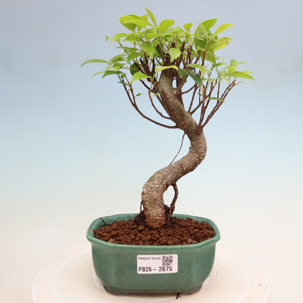 Pokojová bonsai - Ficus kimmen -  malolistý fíkus