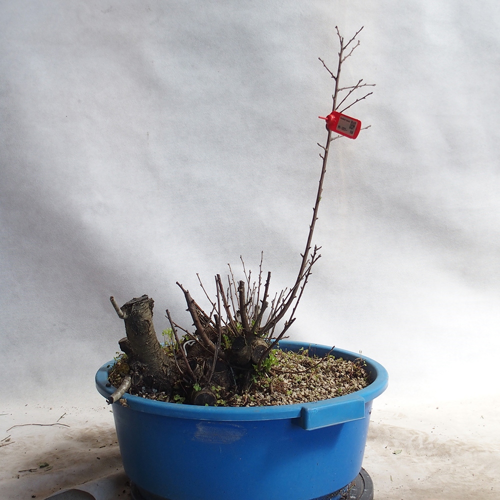 Venkovní bonsai -Mahalebka - Prunus mahaleb