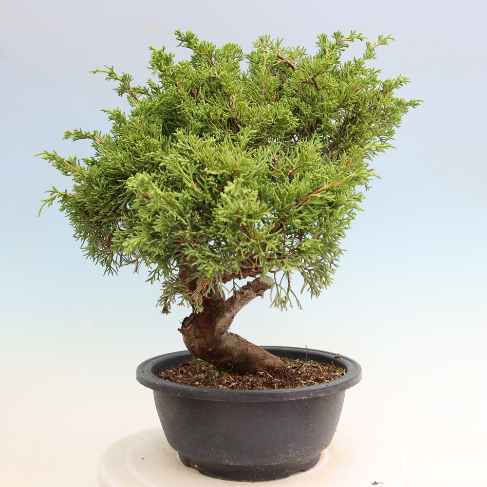 Venkovní bonsai - Juniperus chinensis Itoigawa-Jalovec čínský