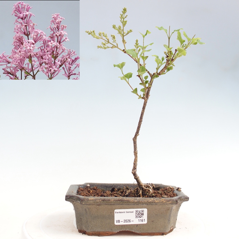 Venkovní bonsai - Syringa Meyeri Palibin - Šeřík Meyerův