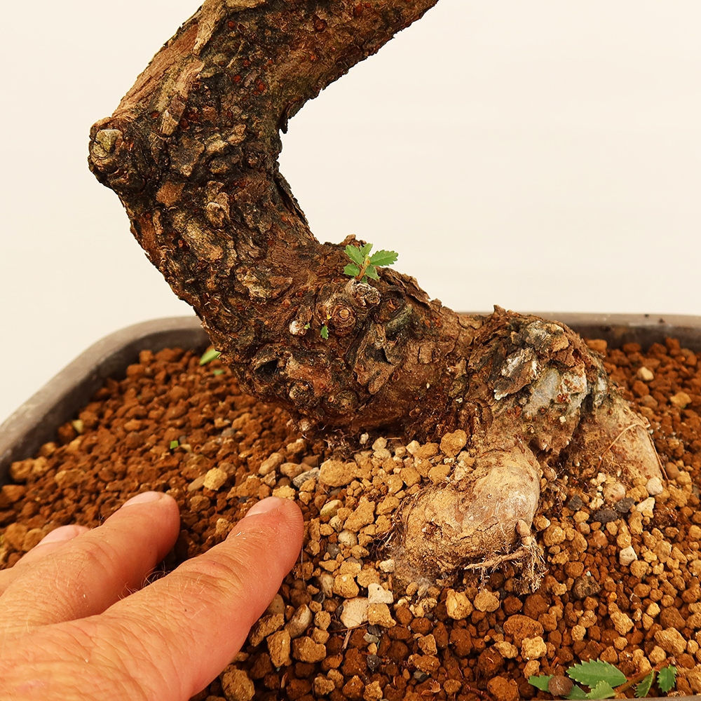 Venkovní bonsai - Zelkova - Zelkova NIRE