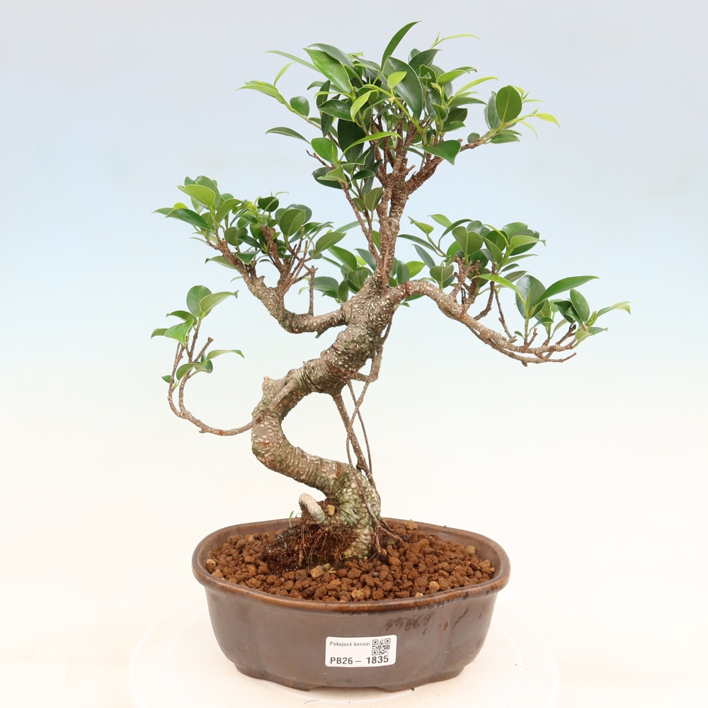 Pokojová bonsai - Ficus retusa -  malolistý fíkus