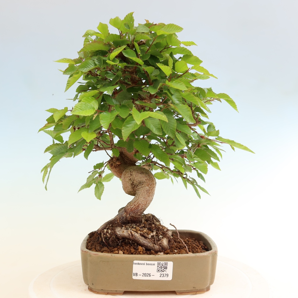 Venkovní bonsai -Carpinus coreana - Habr korejský