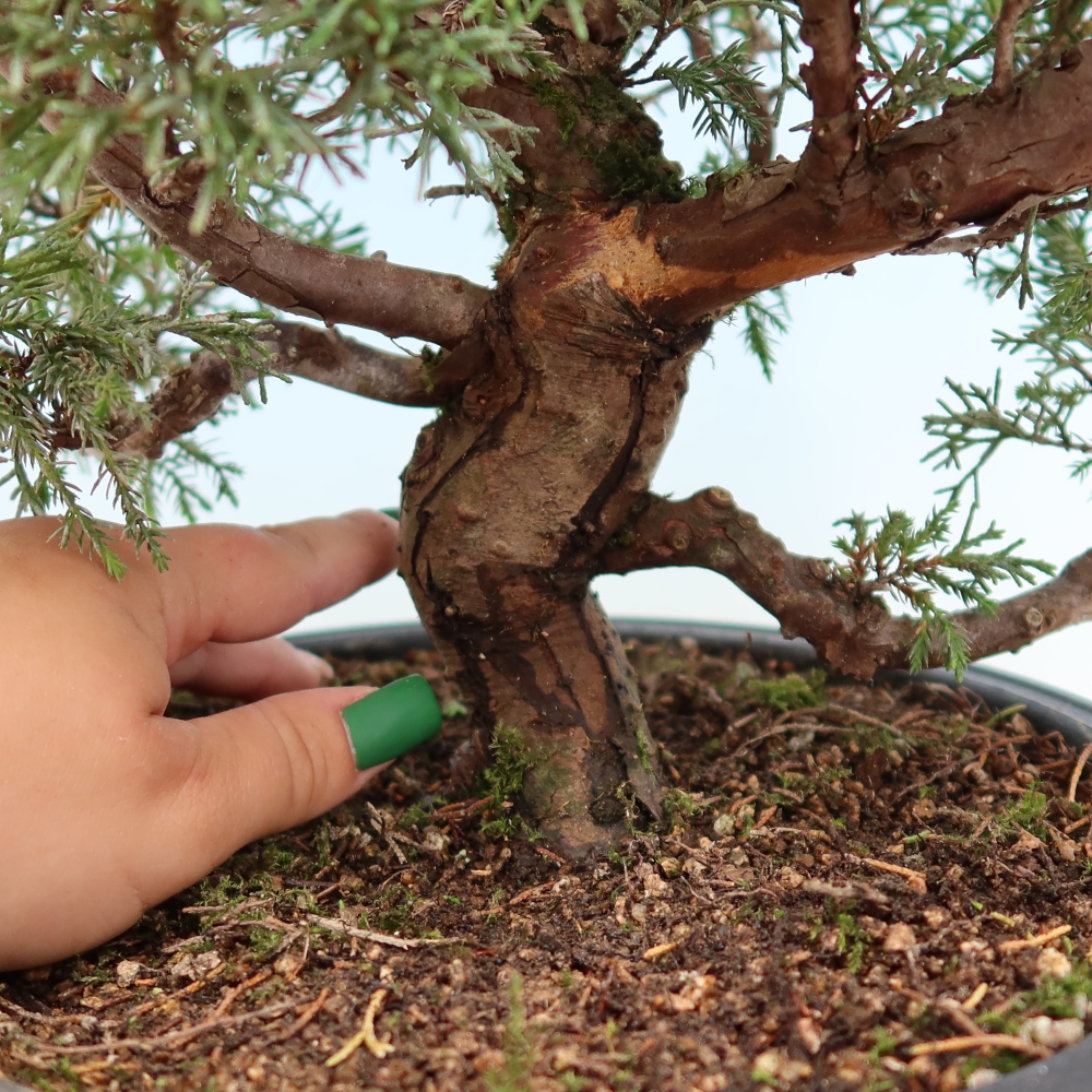 Venkovní bonsai - Juniperus chinensis Itoigawa-Jalovec čínský