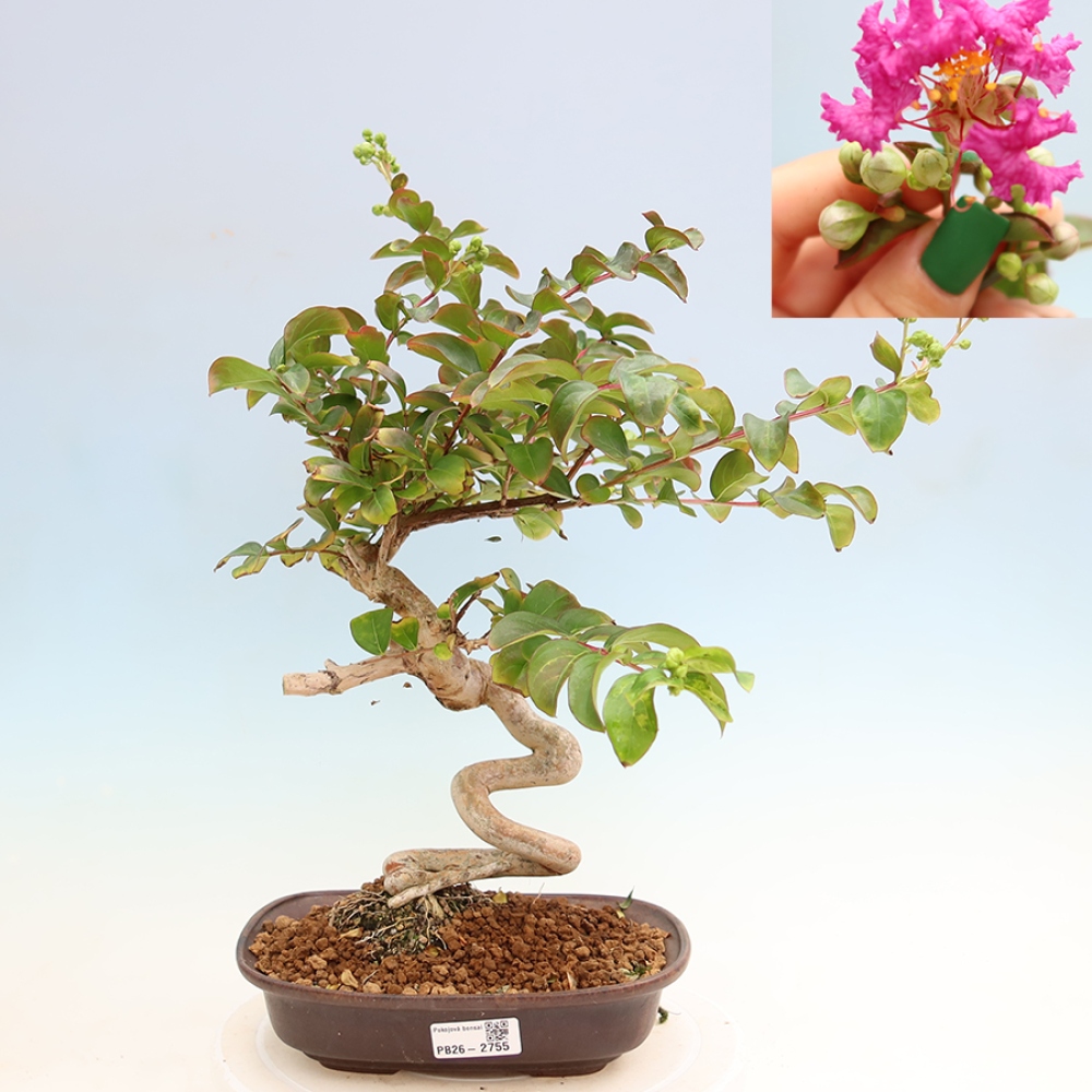 Pokojová bonsai - Lagerstroemia indica - indický šeřík