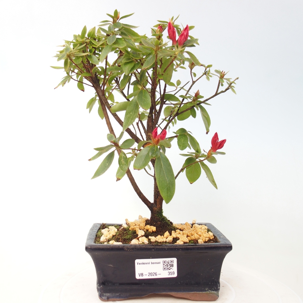 Venkovní bonsai - Japonská azalka - Azalea sp.