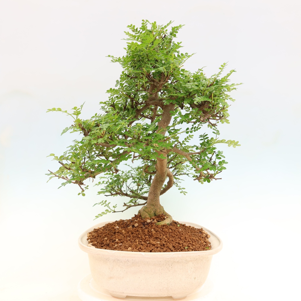 Pokojová bonsai - Zantoxylum piperitum - pepřovník