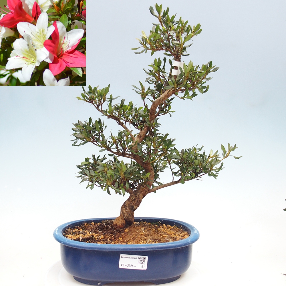 Venkovní bonsai - Japonská azalka - Azalea CHIHIRO