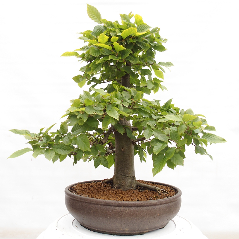 Venkovní bonsai - Habr obecný - Carpinus betulus