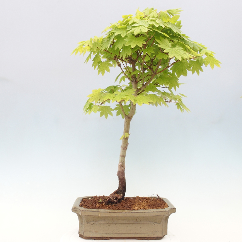 Venkovní bonsai - Javor palmatum katsura GISAN - Javor dlanitolistý