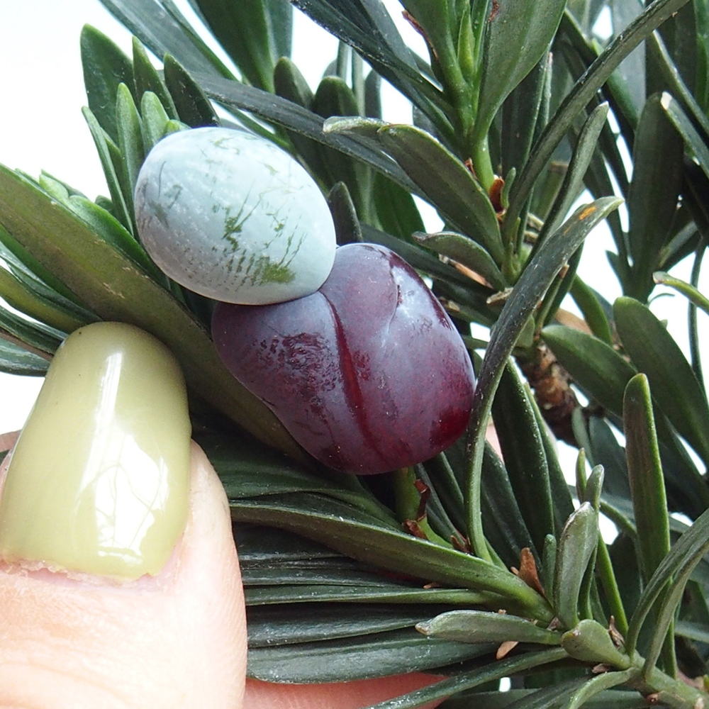 Pokojová bonsai - Podocarpus - Kamenný tis