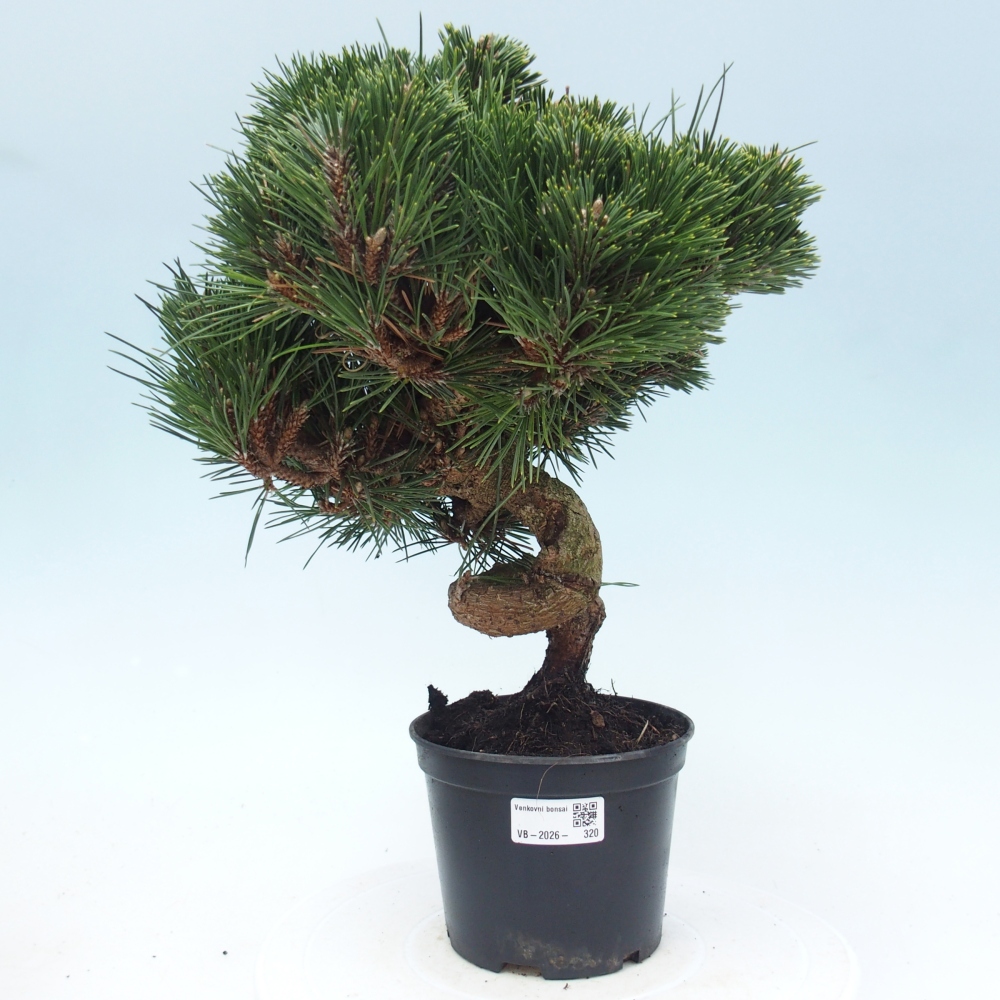 Venkovní bonsai - Pinus thunbergii senjyumaru - Borovice thunbergova
