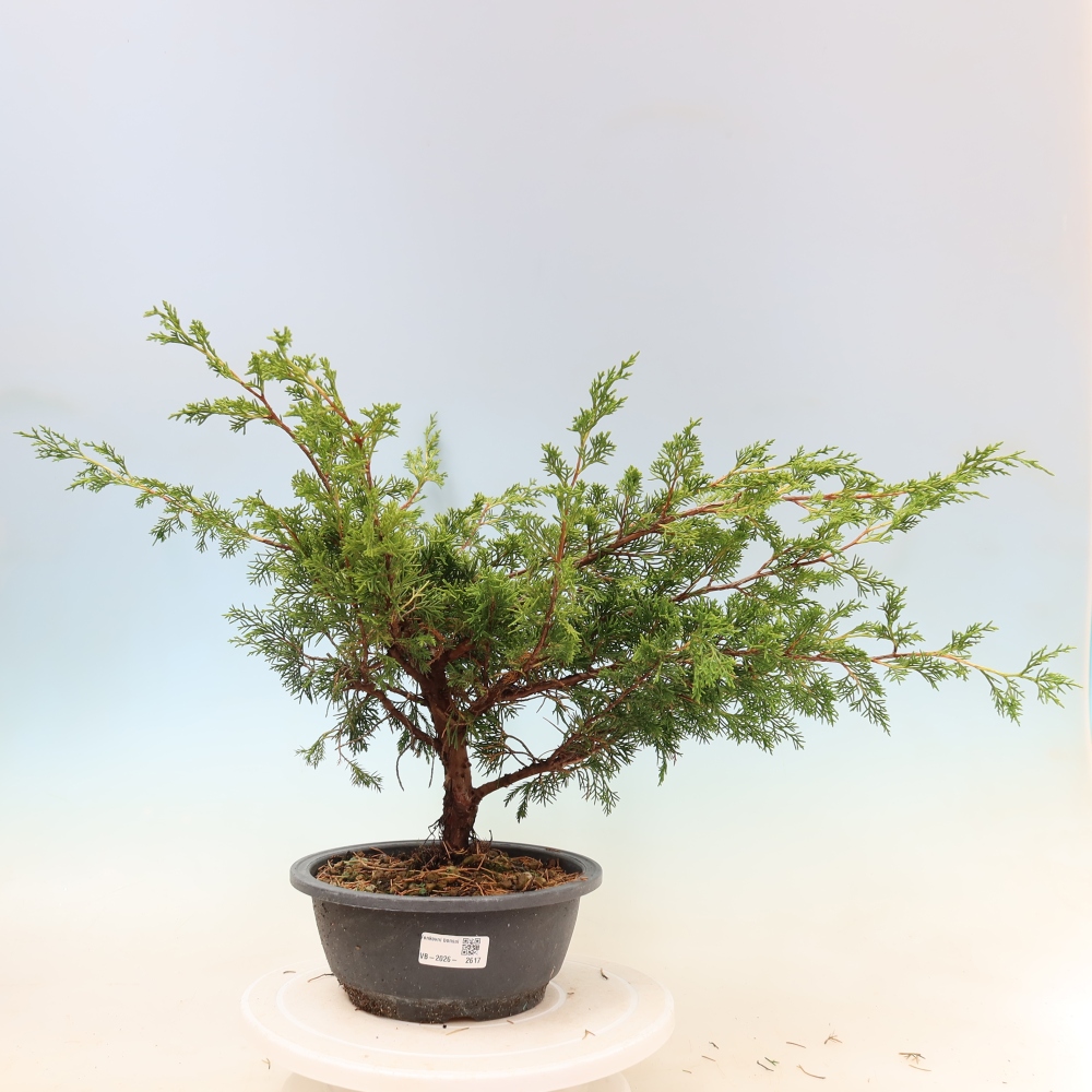 Venkovní bonsai - Juniperus chinensis Itoigawa -Jalovec čínský