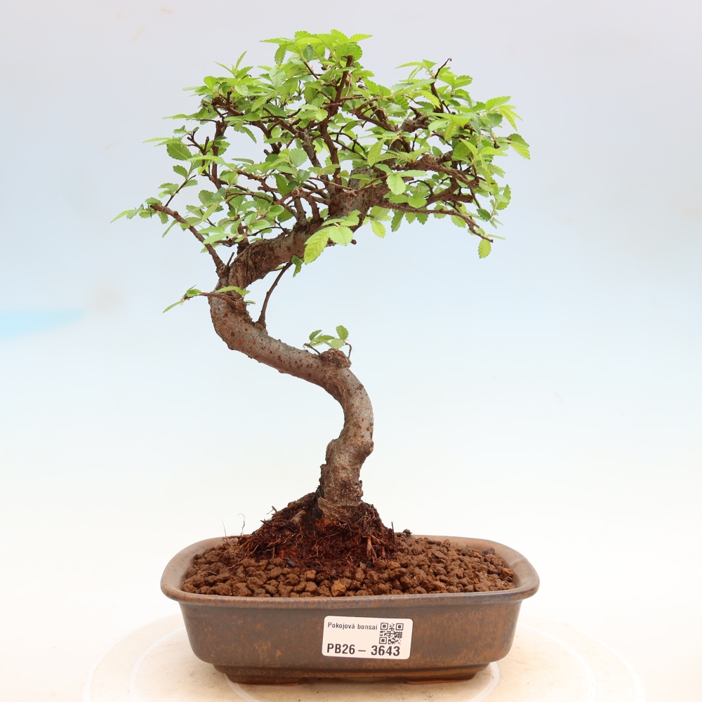 Pokojová bonsai - Ulmus parvifolia - Malolistý jilm