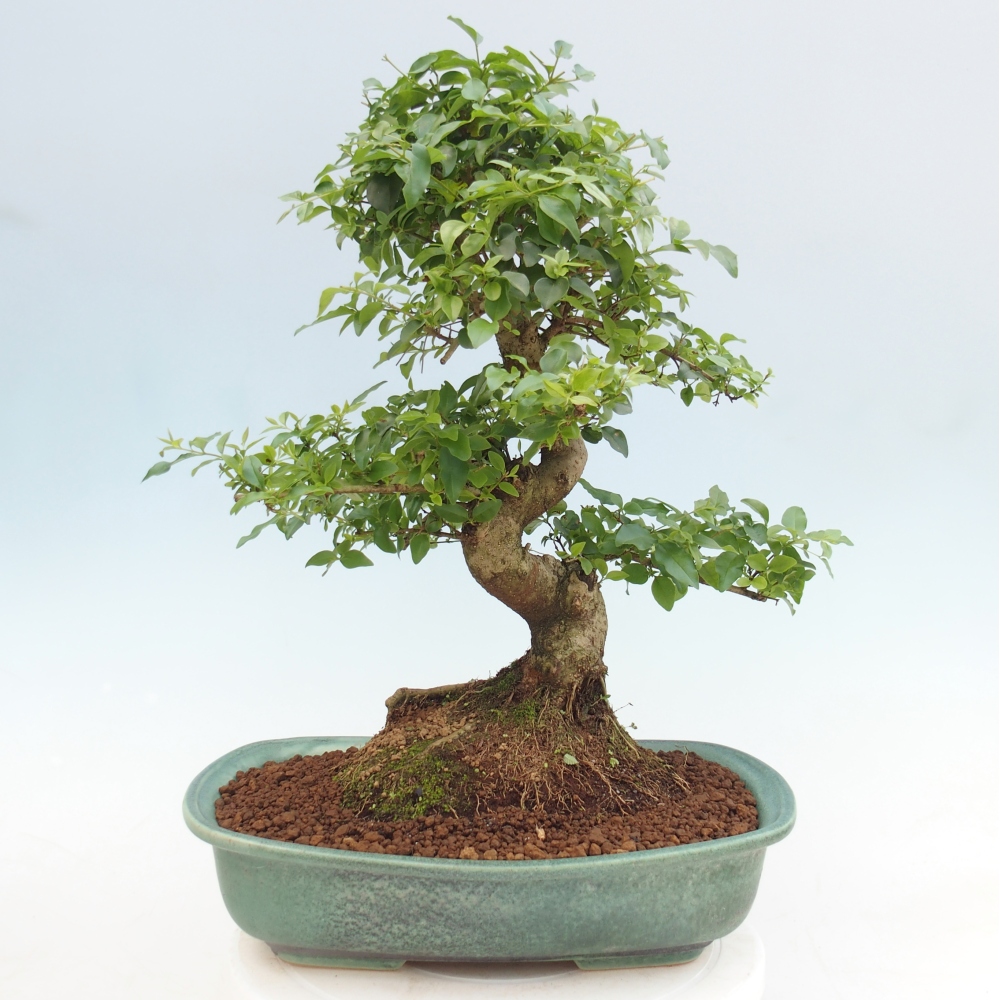 Pokojová bonsai -Ligustrum chinensis - Ptačí zob