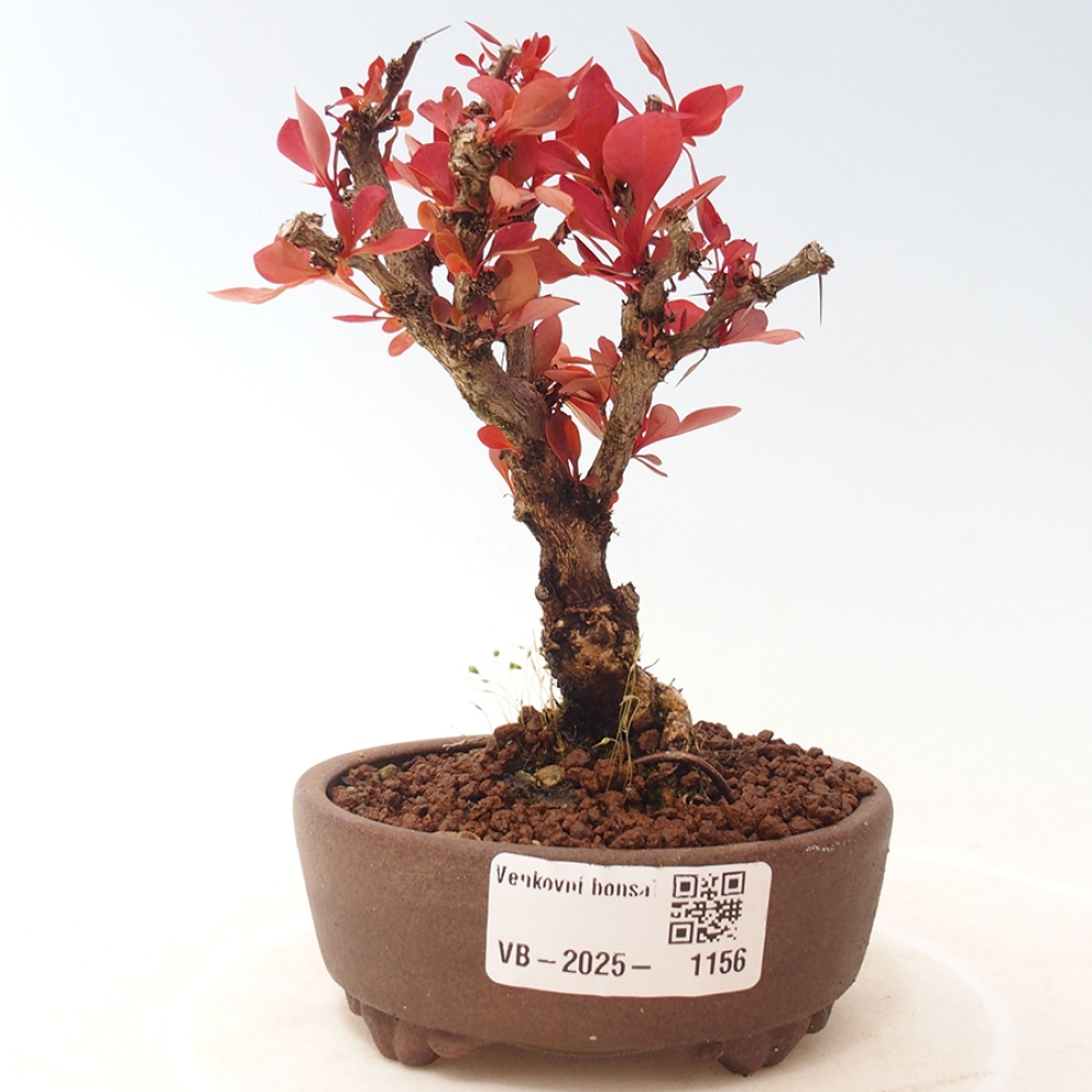 Venkovní bonsai - Berberis thunbergii Kobold - Dřištál Thunbergův