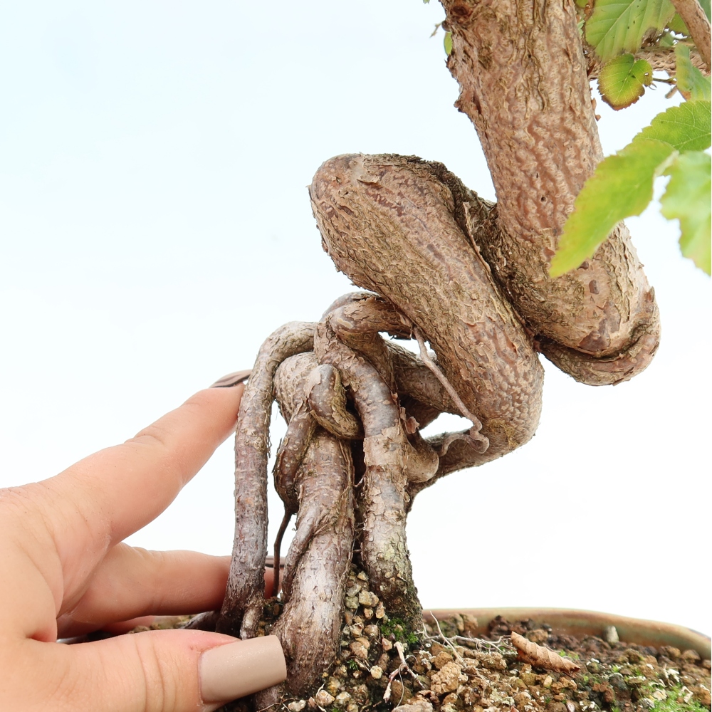 Venkovní bonsai -Carpinus CARPINOIDES - Habr korejský