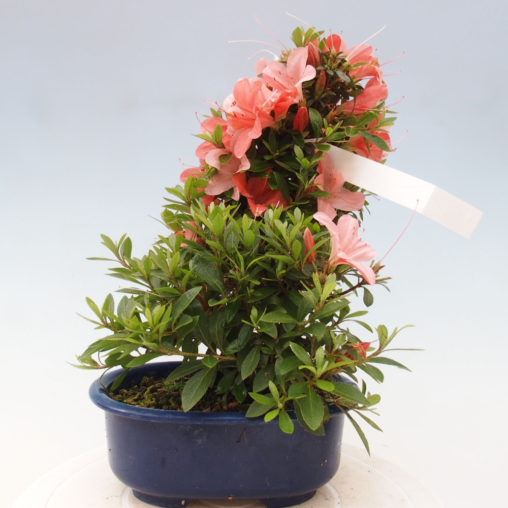 Venkovní bonsai - Japonská azalka - Azalea Nikko