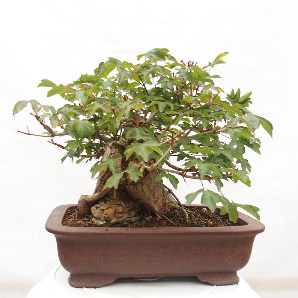 Venkovní bonsai -Javor babyka - Acer campestre