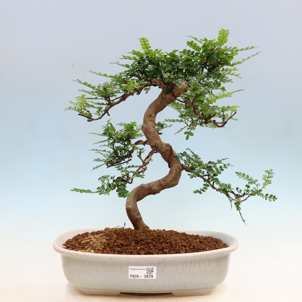Pokojová bonsai - Zantoxylum piperitum - Pepřovník