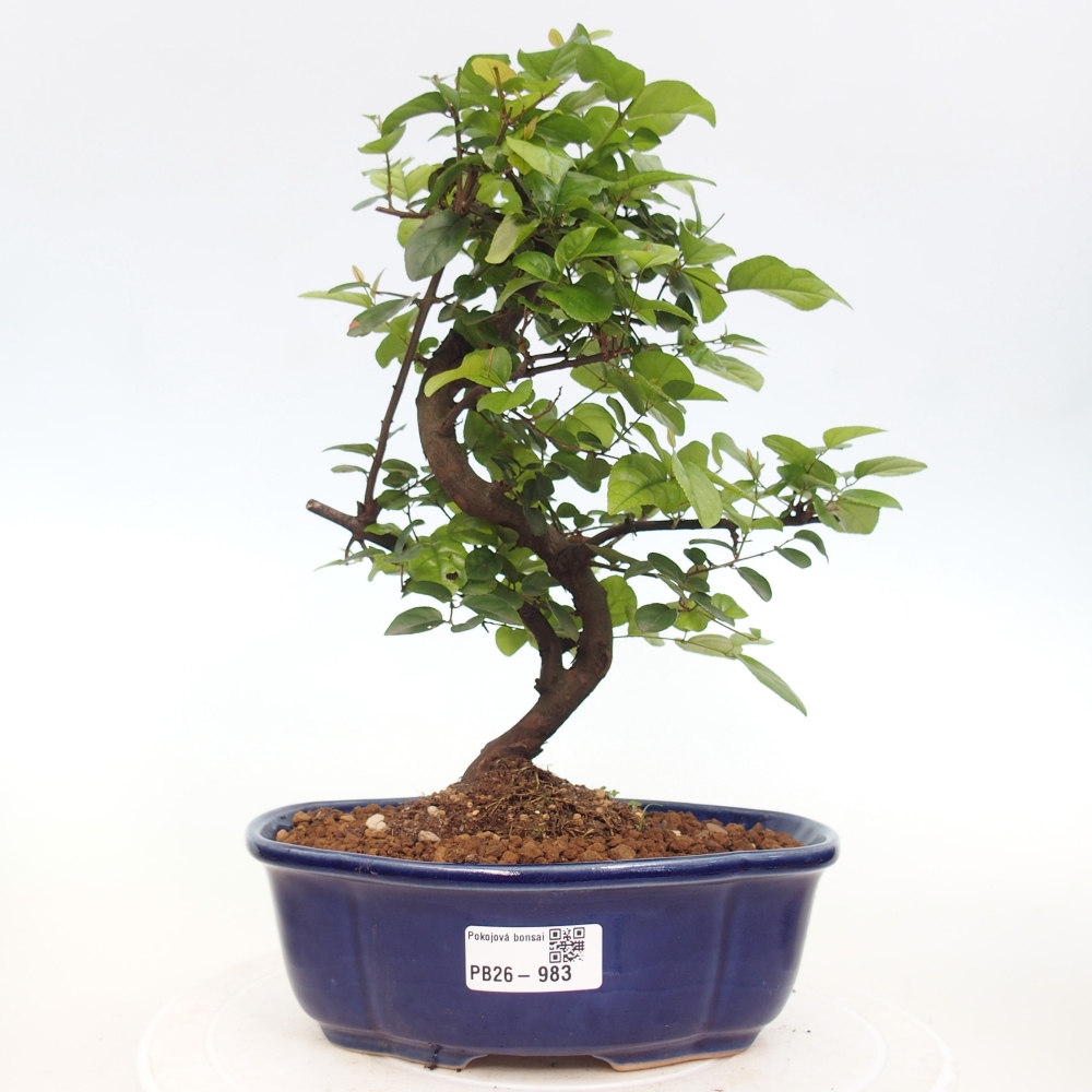 Pokojová bonsai - Sagerécie thea - Sagerécie thea