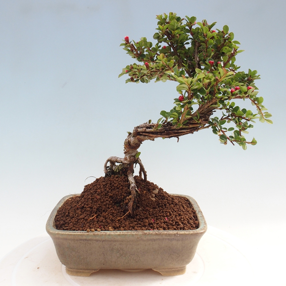Venkovní bonsai - Cotoneaster horizontalis - Skalník