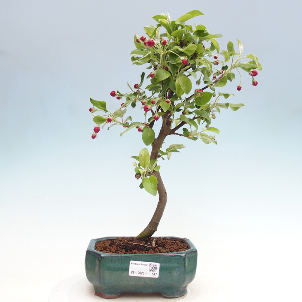 Venkovní bonsai -Malus halliana - Maloplodá jabloň