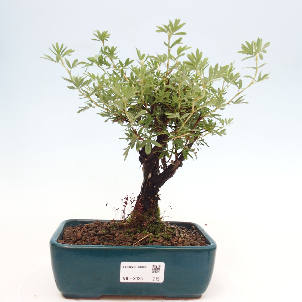 Venkovní bonsai-Mochna křovitá - potentila fruticosa yellow Bird