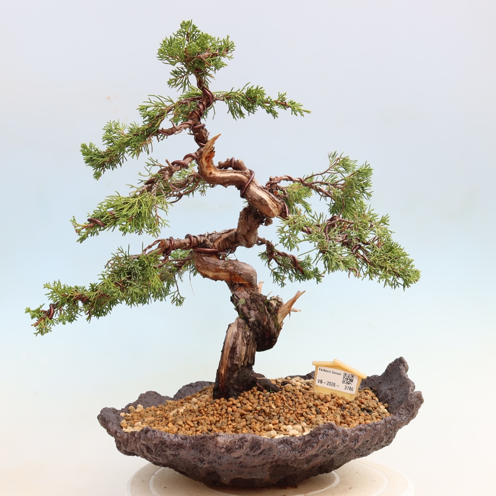 Venkovní bonsai - Juniperus chinensis Itoigawa-Jalovec čínský