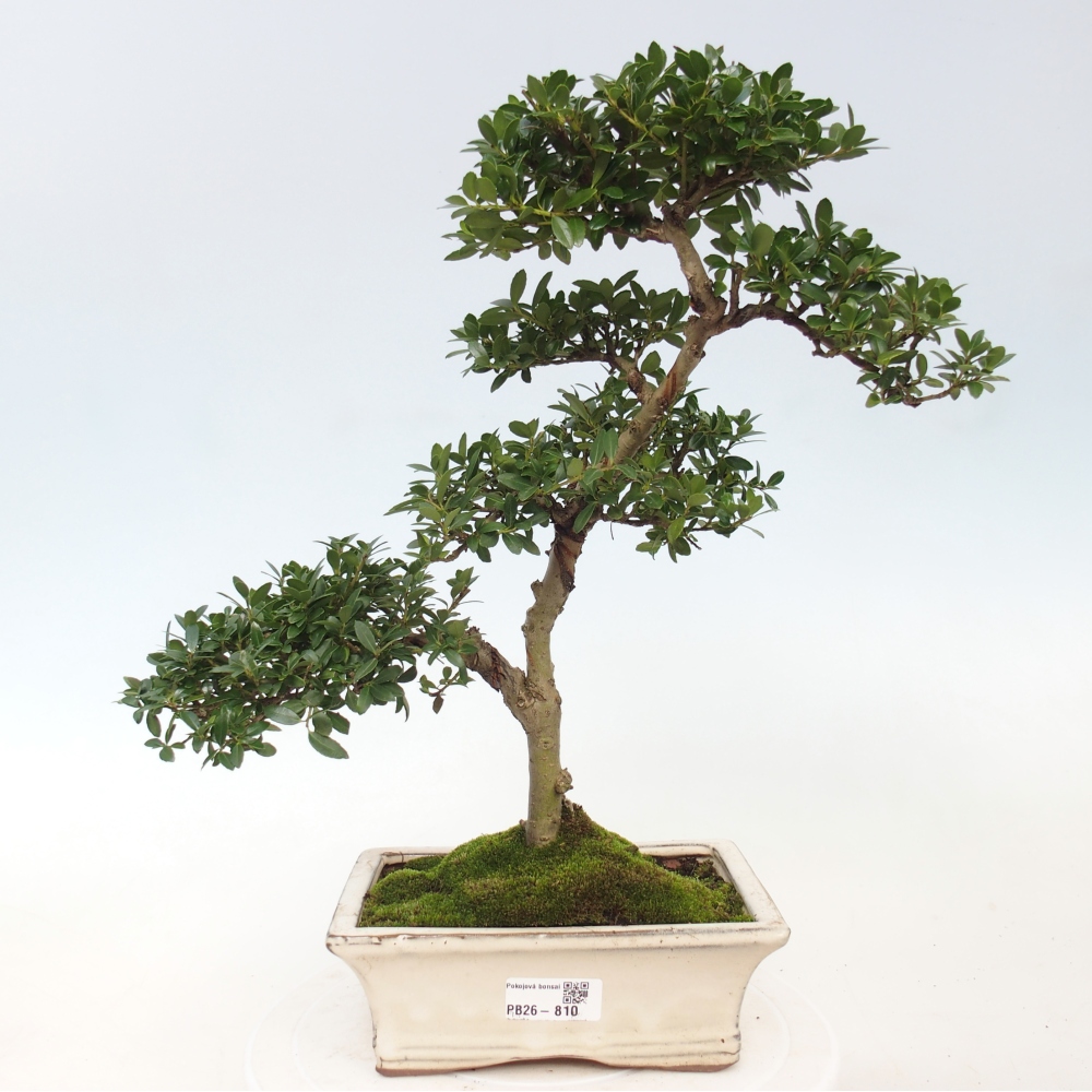 Pokojová bonsai - Ilex crenata - Cesmína