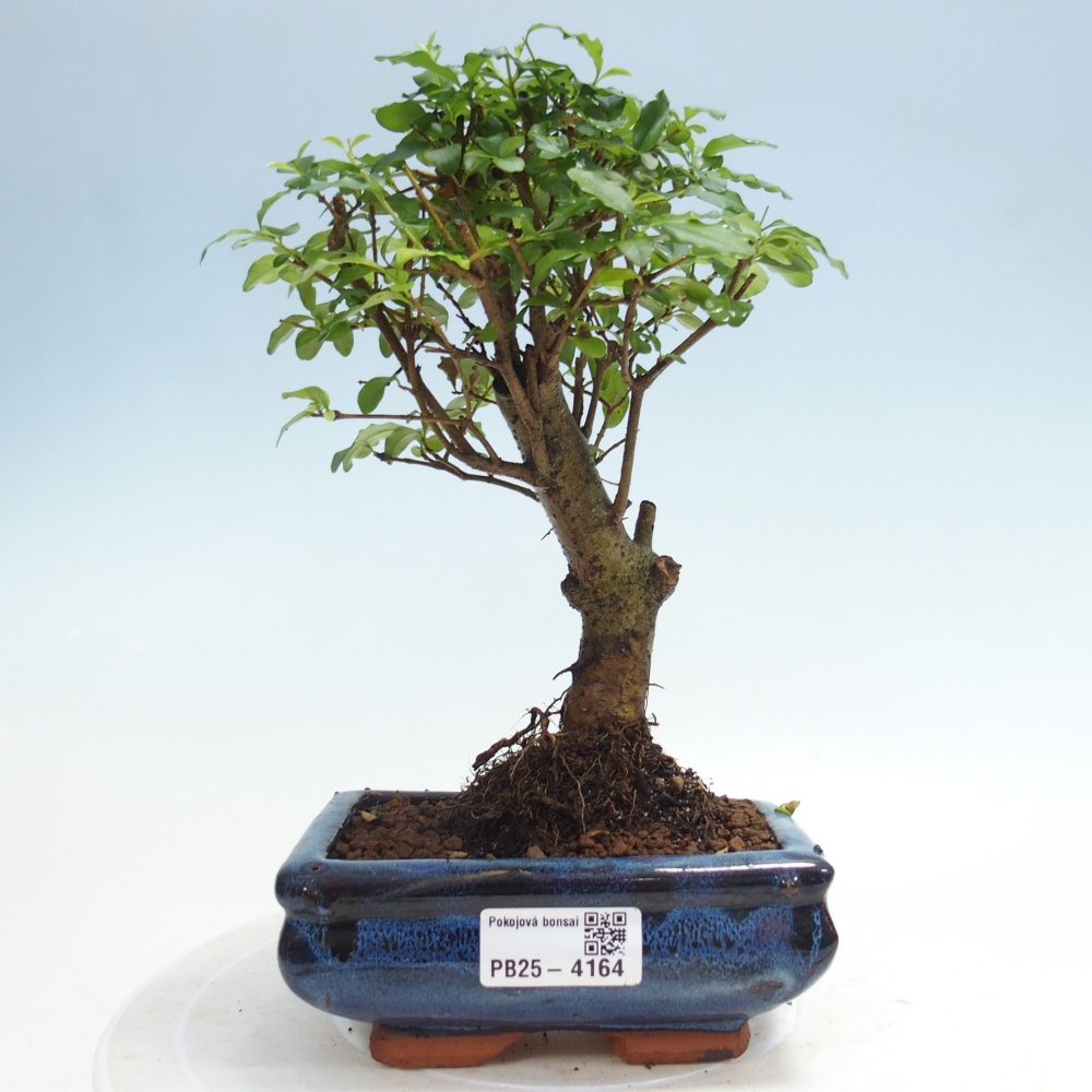 Pokojová bonsai -Ligustrum chinensis - Ptačí zob
