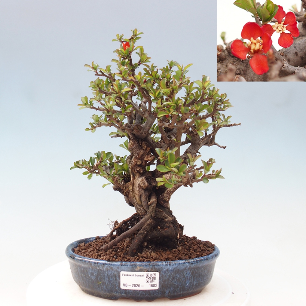 Venkovní  bonsai -  Chaneomeles speciosa - Kdoulovec ozdobný