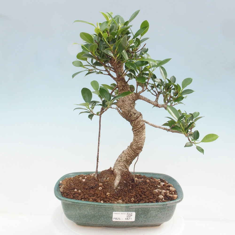 Pokojová bonsai - Ficus kimmen -  malolistý fíkus