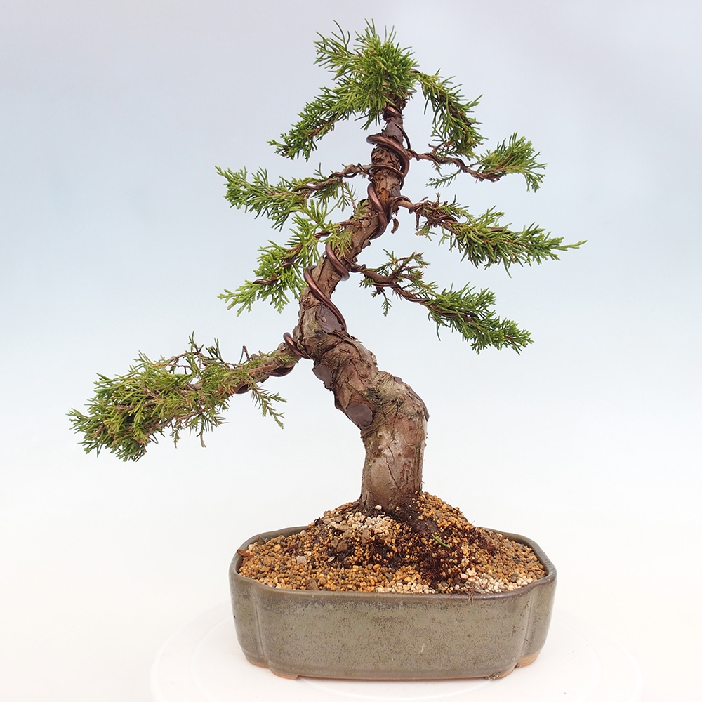 Venkovní bonsai - Juniperus chinensis Itoigawa -Jalovec čínský