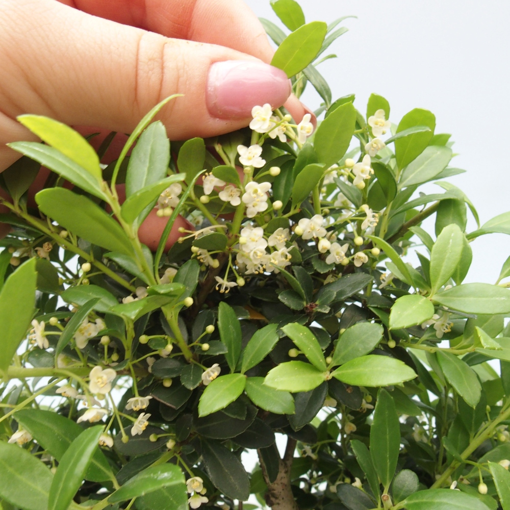 Pokojová bonsai - Ilex crenata - Cesmína