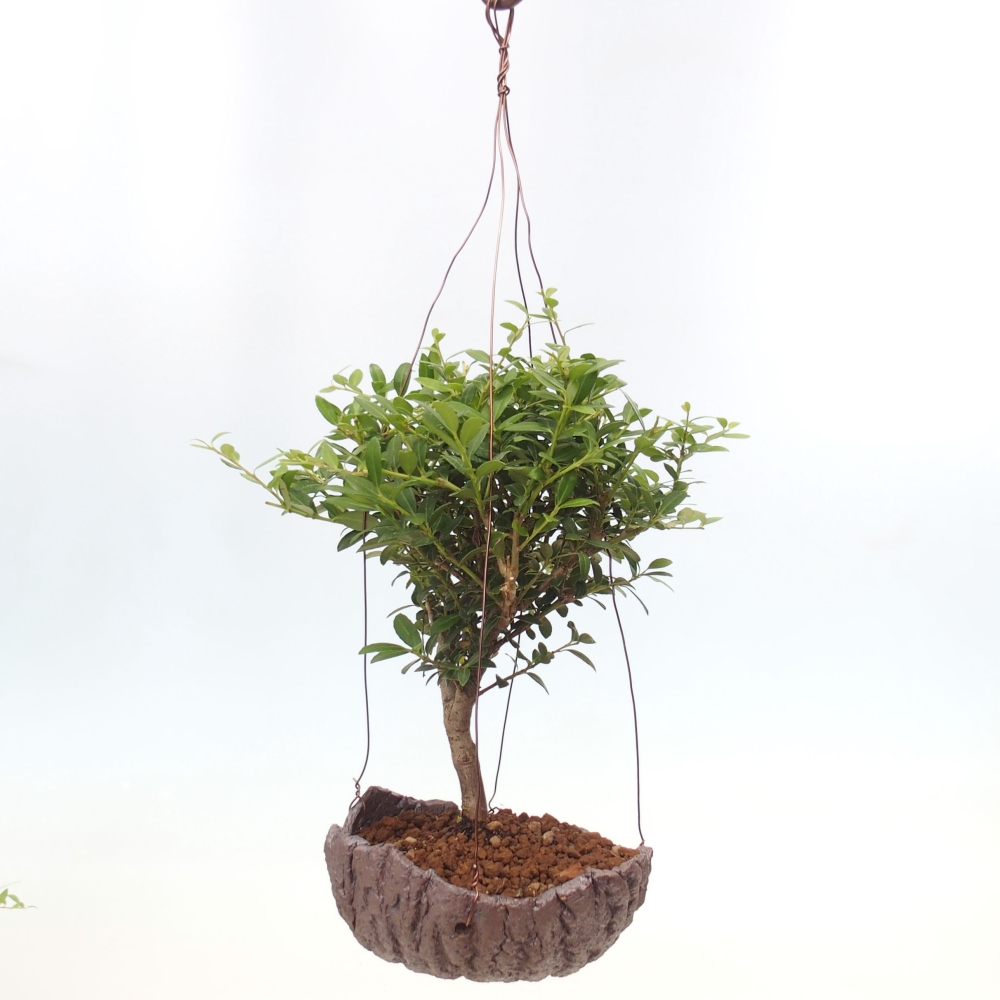 Kokedama v keramice - Ilex crenata - Cesmína