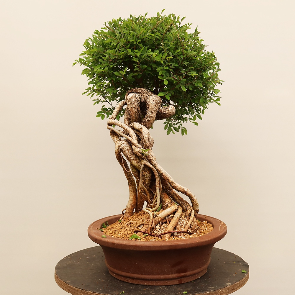 Venkovní bonsai - Zelkova - Zelkova NIRE