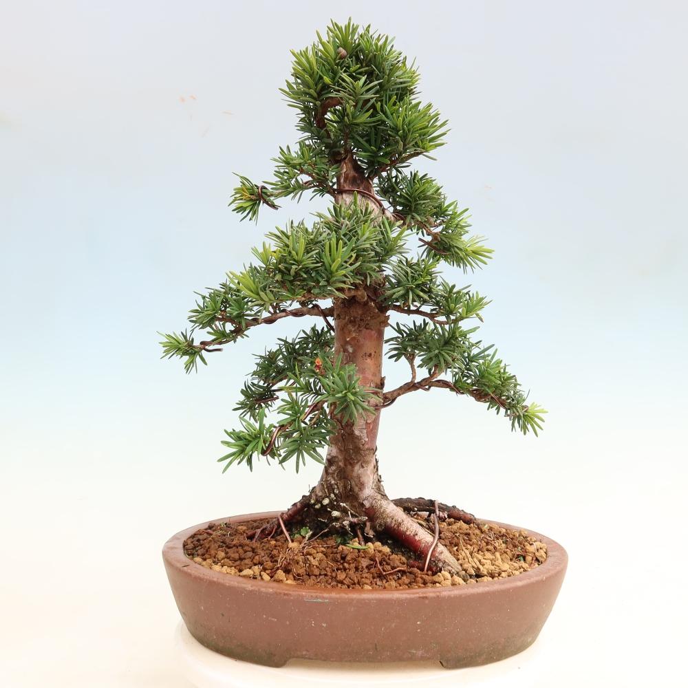 Venkovní bonsai - Taxus cuspidata  - Tis japonský