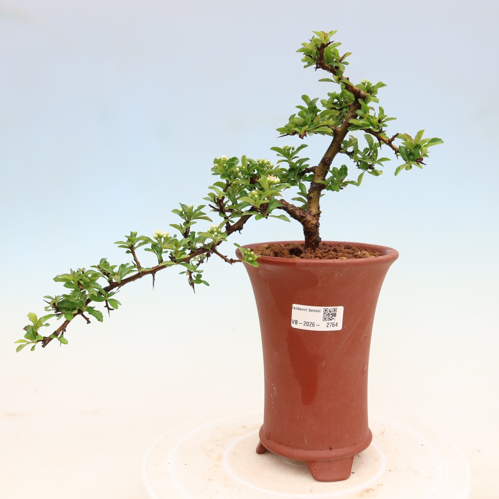 Venkovní bonsai - Pyracantha teton - Hlohyně šarlatová