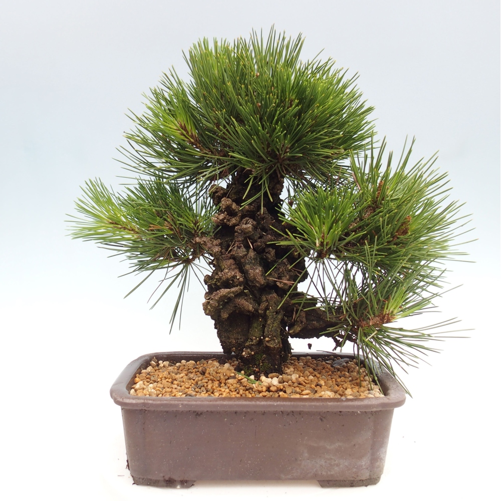 Venkovní bonsai - Pinus thunbergii - Borovice thunbergova