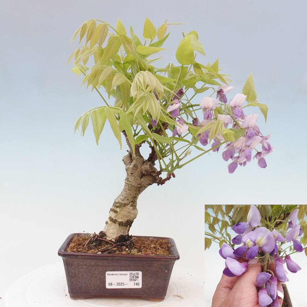 Venkovní bonsai - Vistarie květnatá - Wisteria floribunda