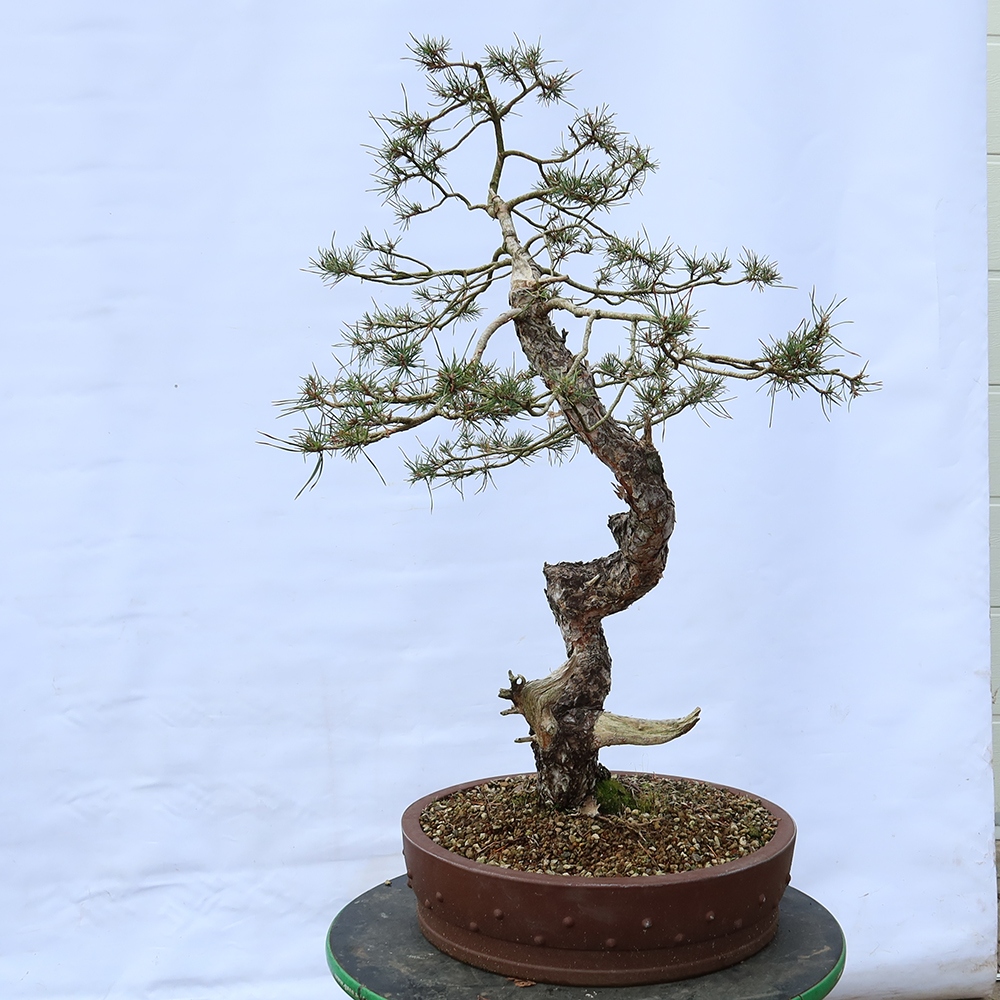 Pinus sylvestris Španělsko - borovice lesní