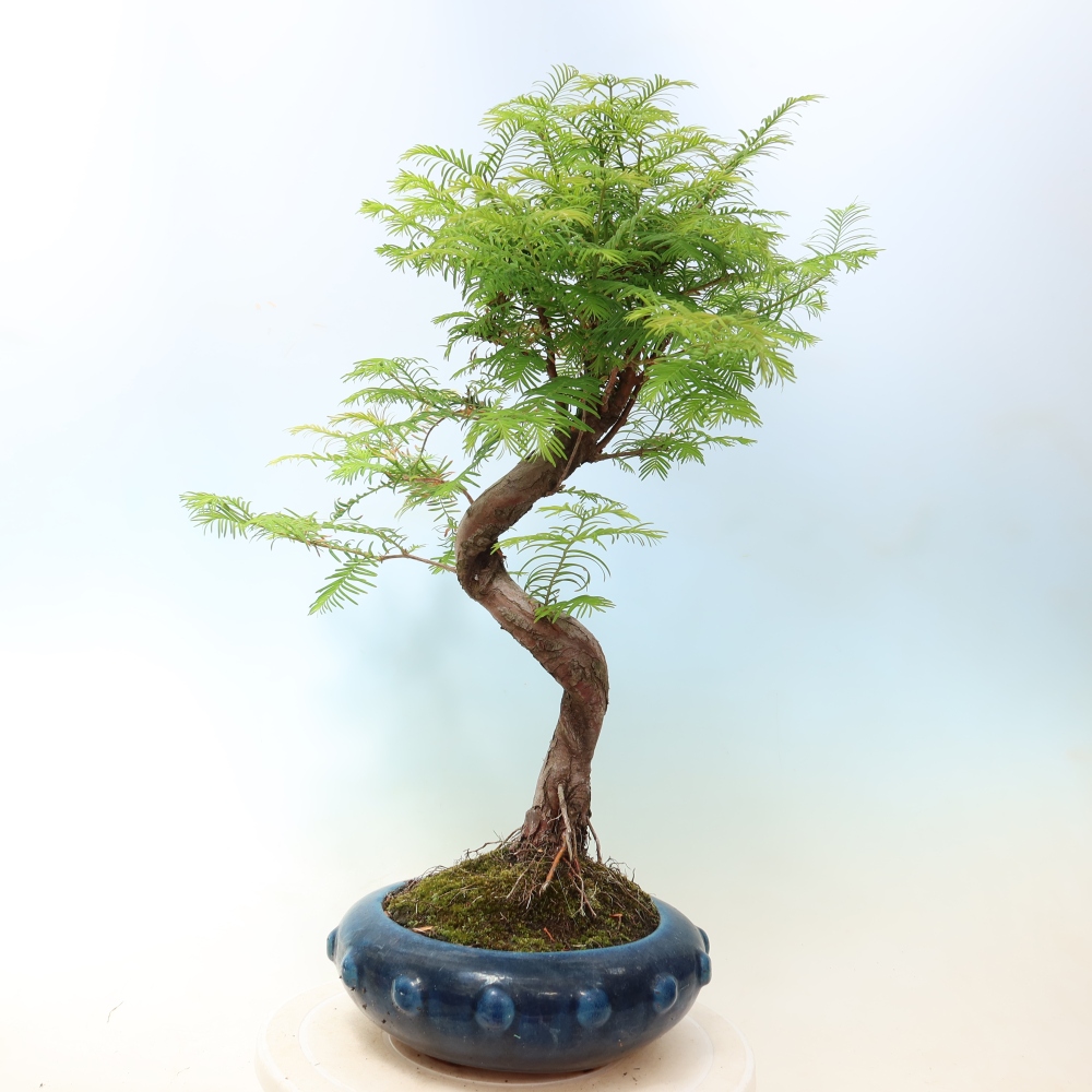 Venkovní bonsai - Metasequoia glyptostroboides - Metasekvoje čínská