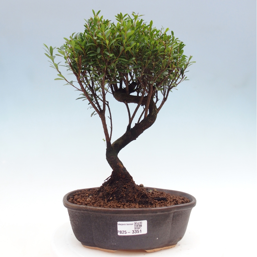 Pokojová bonsai - Syzygium - Pimentovník
