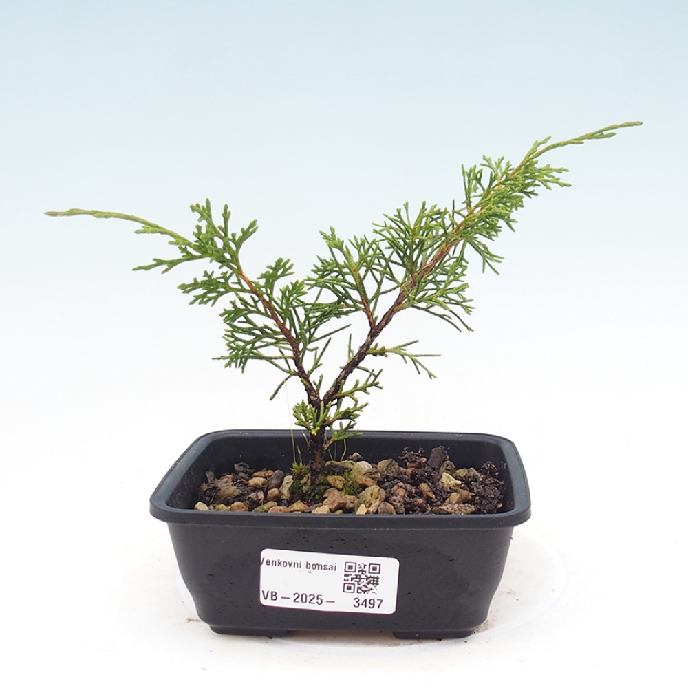 Venkovní bonsai - Juniperus chinensis Itoigawa -Jalovec čínský